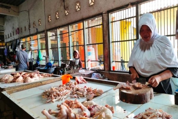 Ayam ternak di Panggang, Gunungkidul