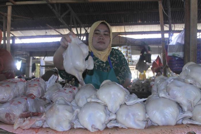 Ayam ternak di Padang Selatan, Kota Padang