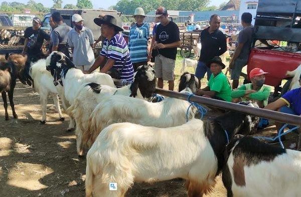 Daging kambing di Garum, Blitar