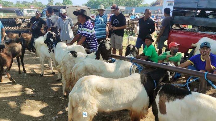 Temukan Satu Kasus PMK, Perketat Pengawasan Penjualan Kambing di Pasar ... Daging kambing di Garum, Blitar
