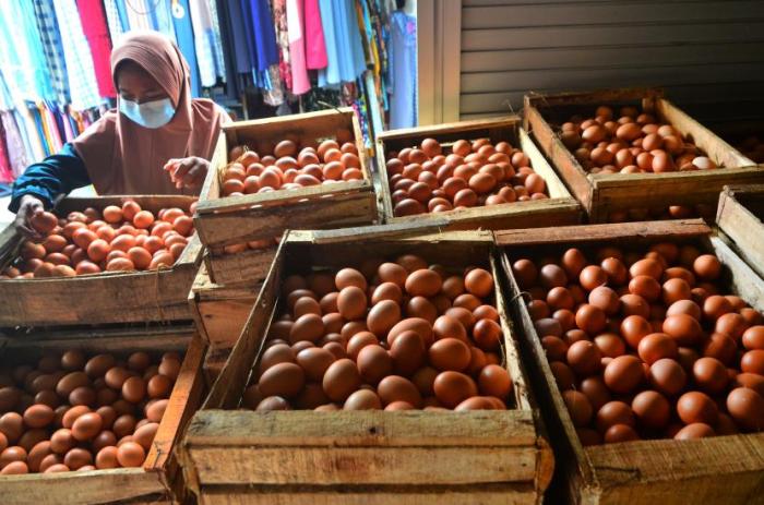 Harga Telur Ayam di Tingkat Peternak Kudus Tembus Rp 28.000 per ... Ayam ternak di Mejobo, Kudus