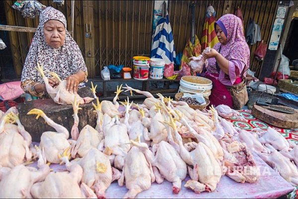 Indukan Ayam Afkir 4kg Menjanjikan, Untuk Konsumsi - YouTube