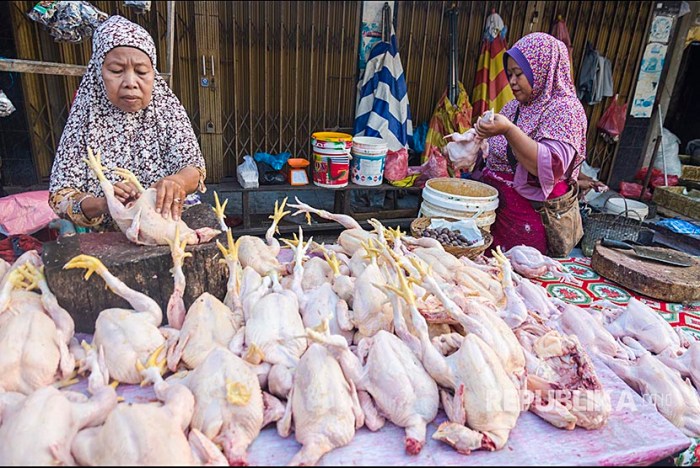 Indukan Ayam Afkir 4kg Menjanjikan, Untuk Konsumsi - YouTube Indukan Ayam Afkir 4kg Menjanjikan, Untuk Konsumsi - YouTube