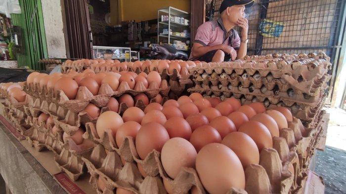 Menguntungkan Ternak Ayam Petelur Merah atau Ayam Arab? Ayam merah petelur di Jambi Luar Kota, Kabupaten Muaro Jambi