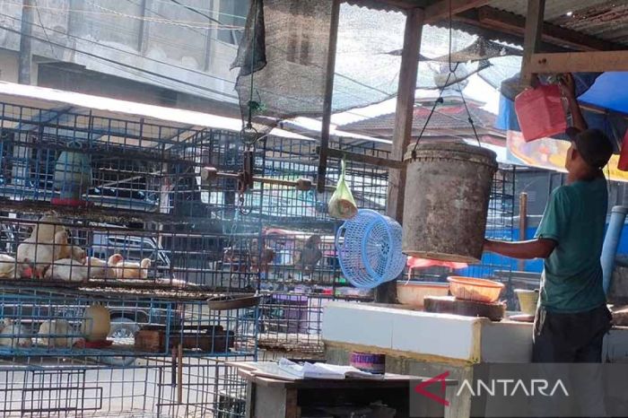 Harga ayam potong di Aceh Timur turun - ANTARA News Aceh Harga ayam kampung potong di Kapetakan, Cirebon