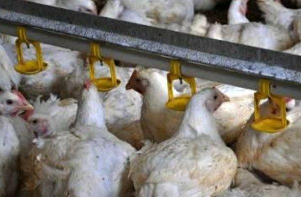 Daun penggemuk ayam di Mambi, Mamasa