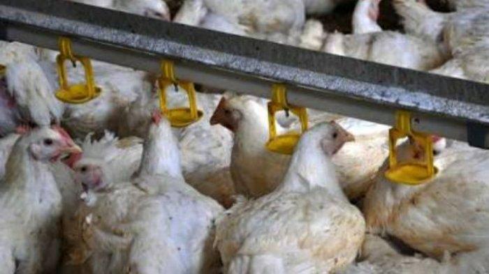 Daun penggemuk ayam di Mambi, Mamasa