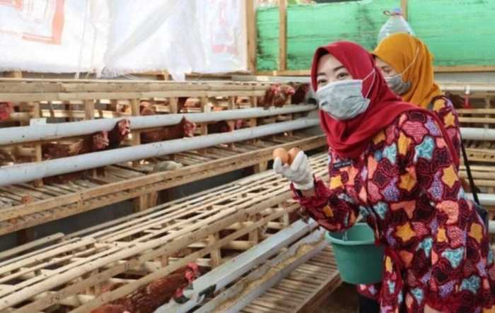 Terobosan Pemerintah Kota Pekalongan Cegah Stunting Dirikan Demplot ... Budidaya ternak ayam di Sragi, Pekalongan