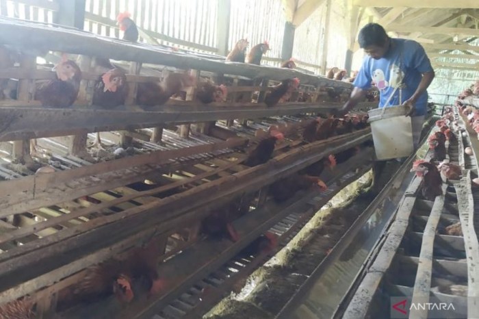Cara Bedakan Telur Ayam Konsumsi dan Telur Ayam Tetas | Republika Online Cara Bedakan Telur Ayam Konsumsi dan Telur Ayam Tetas | Republika Online