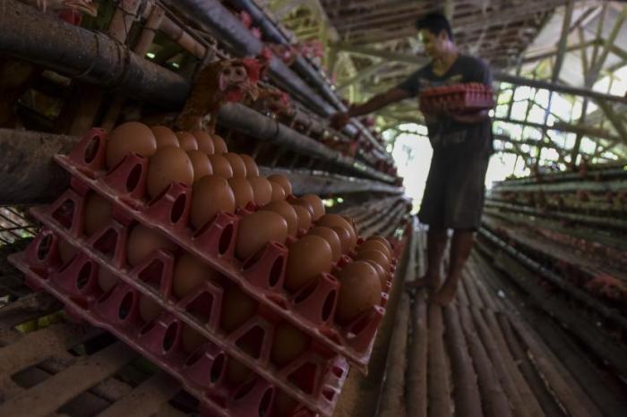 Ayam merah petelur di Sindangkasih, Ciamis