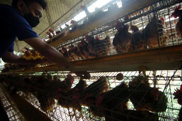 Harga Pakan Ayam Naik, Peternak Pilih Ganti Usaha | Republika Online
