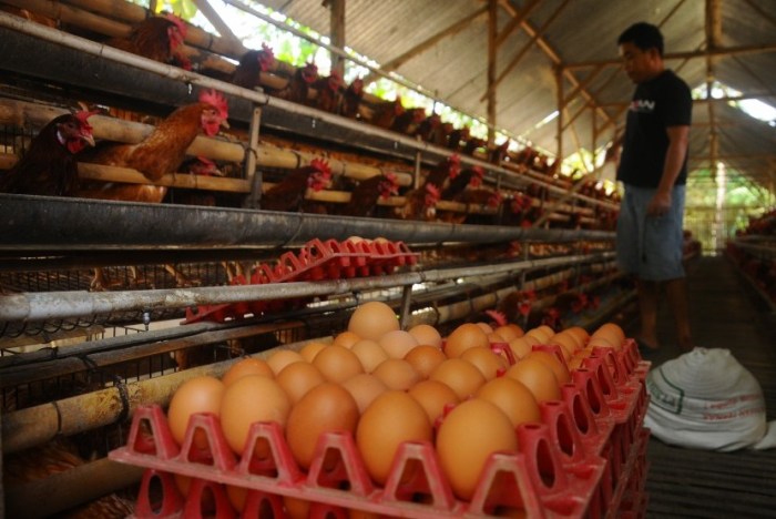 Mendag: Harga Telur Naik Terimbas Pelemahan Rupiah | Republika Online Budidaya ternak ayam di Karangnongko, Klaten