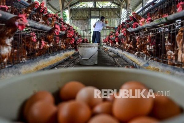 Ayam merah petelur di Kota Tasikmalaya, Kota Depok