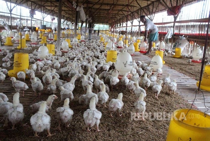 Strategi untuk Memulai Usaha Ternak Ayam Potong Budidaya ternak ayam di Pamotan, Rembang