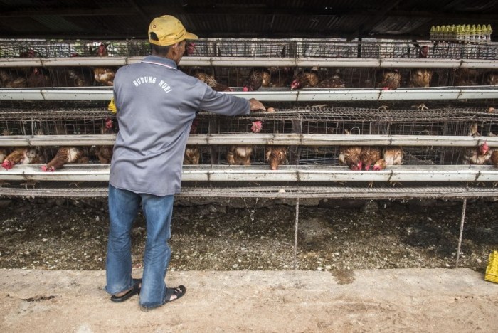 SORTIR AYAM AFKIR MENJELANG LEBARAN - YouTube