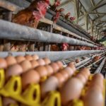 Manuju Jadi Kecamatan Pengembangan Ternak Ayam Petelur dan Boiler ...