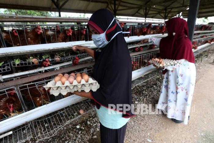 Peternakan Ayam Petelur di Aceh Besar | Republika Online Peternakan Ayam Petelur di Aceh Besar | Republika Online