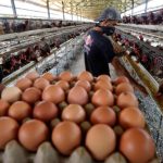 Ternak ayam petelur di Moskona Selatan, Kab. Teluk Bintuni