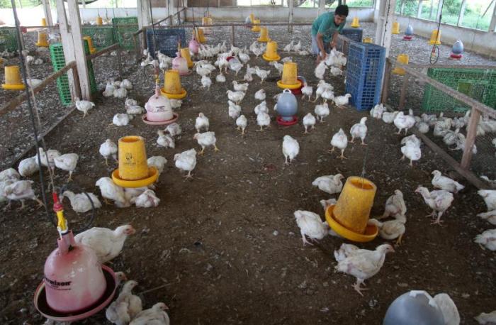 Harga Ayam Potong di Padang Naik Jadi Rp 32 Ribu Per Kilogram ... Harga ayam kampung potong di Padang Ratu, Lampung Tengah