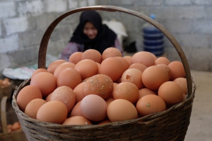 Peternakan Ayam dan Domba Aduan di Kampung Bobojong Berkembang, Tapi ...