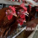 Ternak ayam petelur di Bukit Tusam, Aceh Tenggara