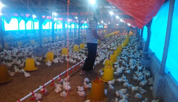 Bisnis Ayam Potong Kampung, Bisnis Rumahan Omzet Jutaan - Distributor ...