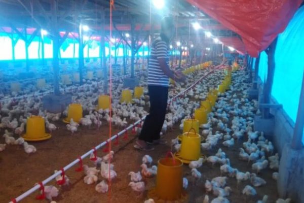 Budidaya ayam di Jabung, Lampung Timur