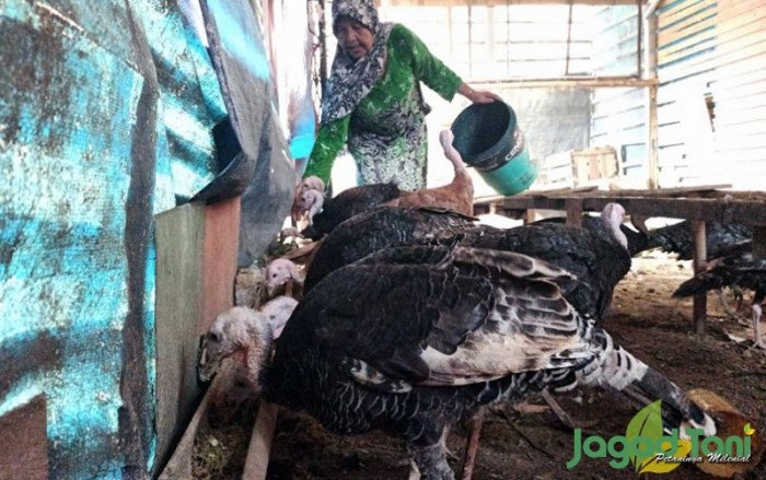 Sewa Lahan Untuk Ternak Ayam | Akurat - Faktual - Elegan Moltoday.com