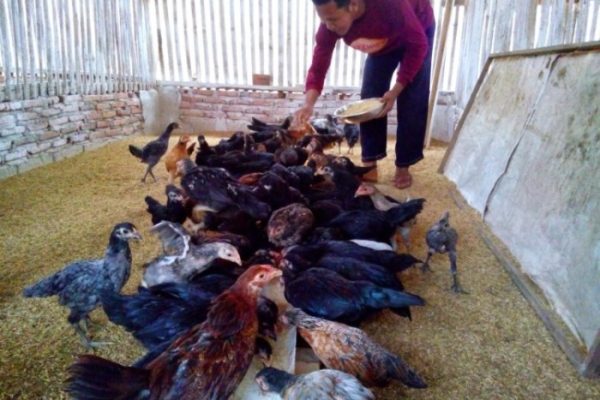 42+ Cara Membuat Kandang Ayam Ternak PNG