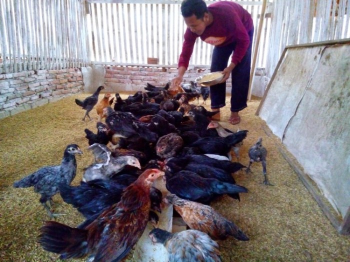 42+ Cara Membuat Kandang Ayam Ternak PNG 42+ Cara Membuat Kandang Ayam Ternak PNG