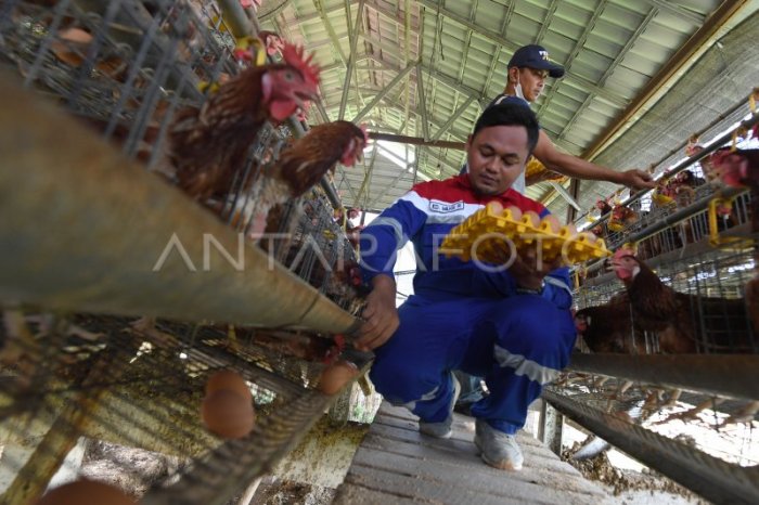 PEMBINAAN PETERNAKAN AYAM PETELUR | ANTARA Foto PEMBINAAN PETERNAKAN AYAM PETELUR | ANTARA Foto