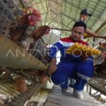 Ternak ayam petelur di Sindue Tobata, Donggala