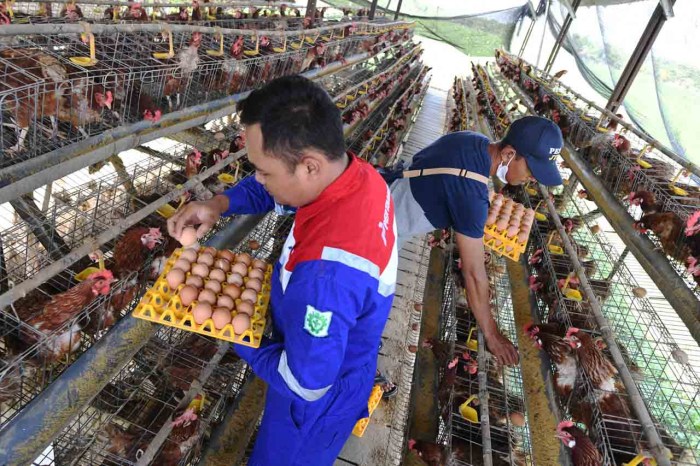 FOTO: Pembinaan Peternakan Ayam Petelur Ternak ayam petelur di Pogoma, Kab. Puncak