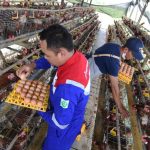 FOTO: Pembinaan Peternakan Ayam Petelur