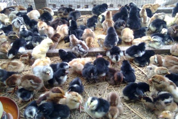 Curup Lestari di Kota Batu Pubian, Lampung Tengah