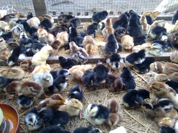 Curup Lestari di Kota Batu Pubian, Lampung Tengah Curup Lestari di Kota Batu Pubian, Lampung Tengah