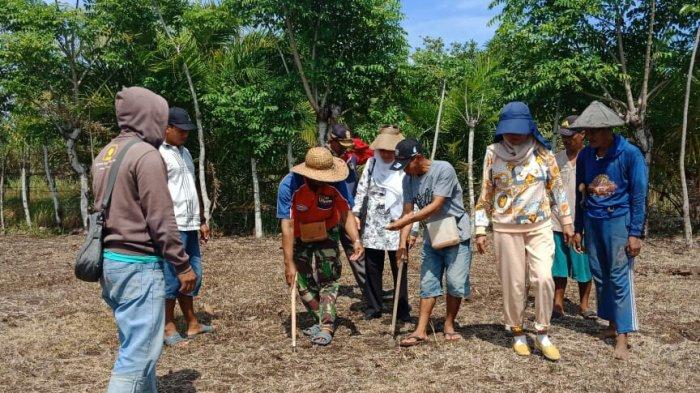 CUKUP 3 JENIS DAUN! TERNAK AYAM KAMPUNG TANPA PAKAN PABRIKAN HEMAT DAN ... Daun penggemuk ayam di Keera, Wajo