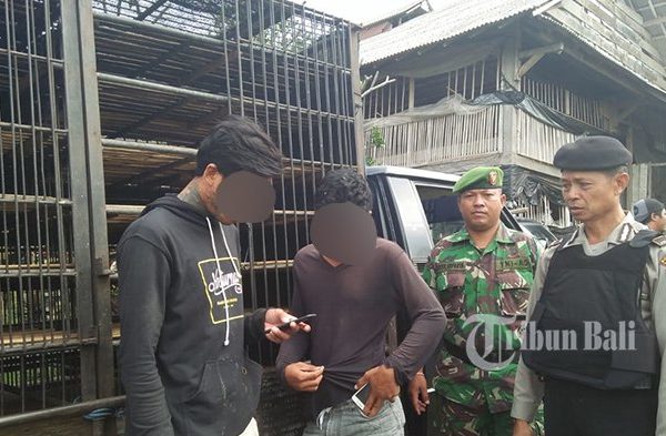 Daun penggemuk ayam di Penebel, Tabanan