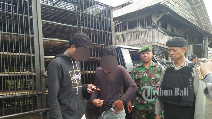 Curi Belasan Ayam di Penebel, 3 Pemuda Asal Nusa Penida Ditangkap Usai ... Daun penggemuk ayam di Penebel, Tabanan