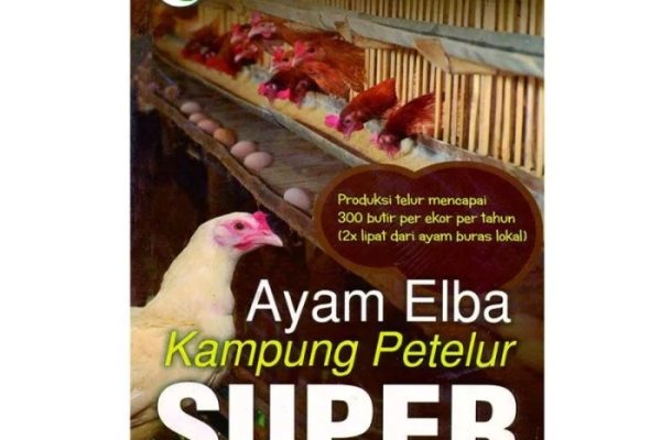 Ayam elba kampung petelur super di Grujugan, Bondowoso