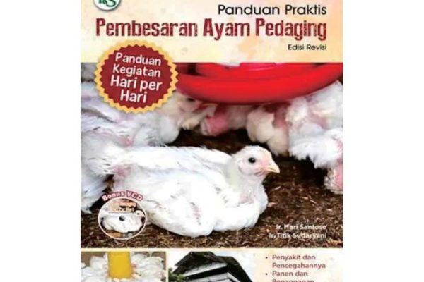 Cara Merawat Ayam Petelur, Tips Sukses Beternak - Biotifor