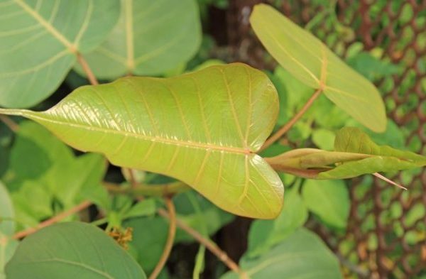 Daun penggemuk ayam di Kepulauan Ambai, Kab. Kepulauan Yapen
