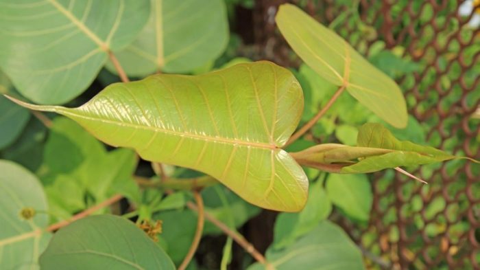 Daun penggemuk ayam di Kepulauan Ambai, Kab. Kepulauan Yapen