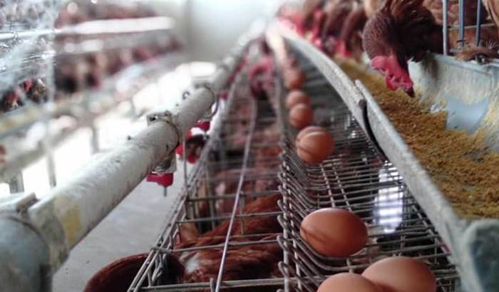 Rahasia Harga Ayam Petelur Siap Telur Terungkap, Temukan Wawasan ... Ayam petelur jantan di Silungkang, Kota Sawahlunto