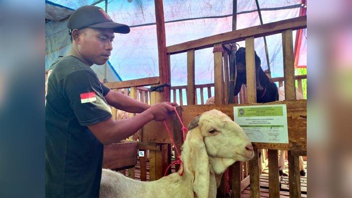 Jelang Idul Adha, Penjualan Kambing di Lumajang Meningkat Drastis - D ... Daging kambing di Ranuyoso, Lumajang