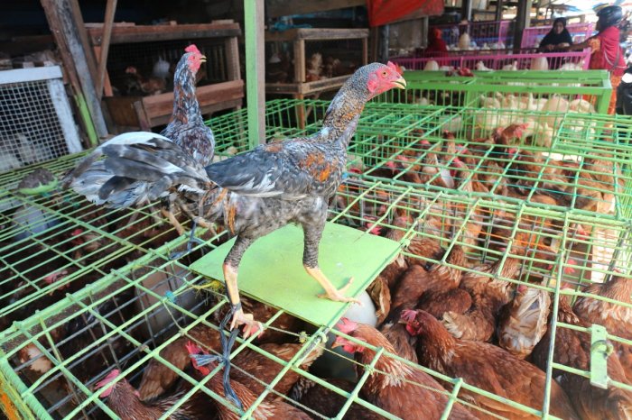 Jual AYAM KAMPUNG POTONG (ukuran 0,6 ons) | Shopee Indonesia Jual AYAM KAMPUNG POTONG (ukuran 0,6 ons) | Shopee Indonesia