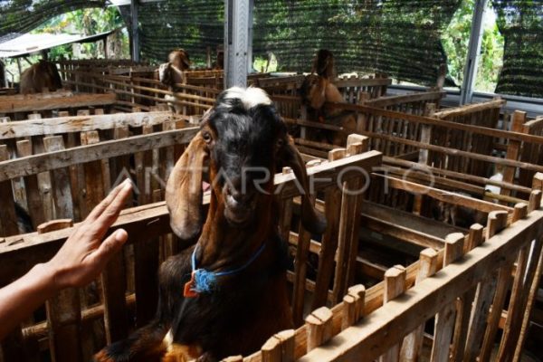Daging kambing di Sawahan, Madiun
