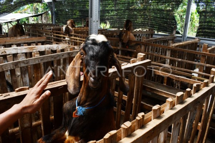 Daging kambing di Sawahan, Madiun