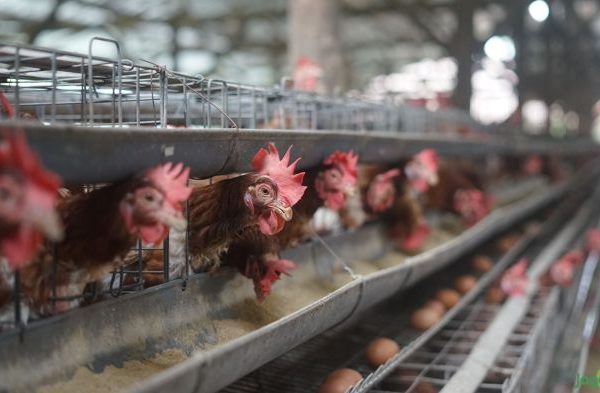 Ayam Arab petelur ACEH