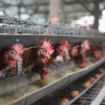 Ternak ayam petelur di Sinjai Timur, Sinjai